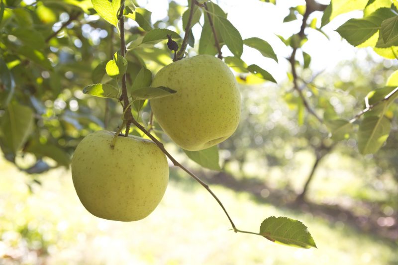 Apple Orchard in Ellijay, Georgia