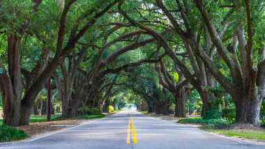 Avenue of Oaks in Aiken South Carolina