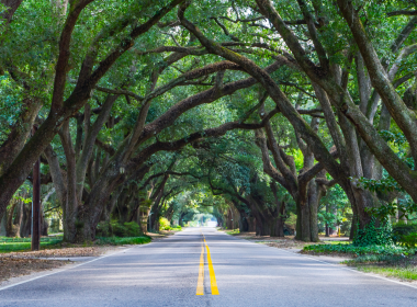 Avenue of Oaks in Aiken South Carolina