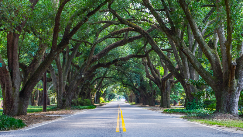 Avenue of Oaks in Aiken South Carolina