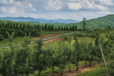 Mercier Orchards are part of the beautiful, scenic landscape in Georgia.
