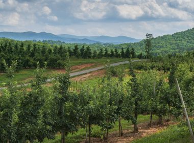 Mercier Orchards are part of the beautiful, scenic landscape in Georgia.