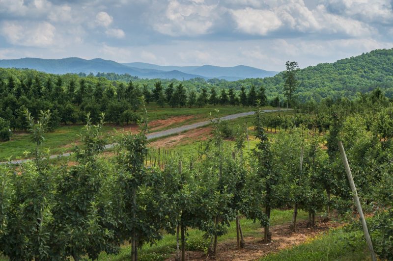 Mercier Orchards are part of the beautiful, scenic landscape in Georgia.