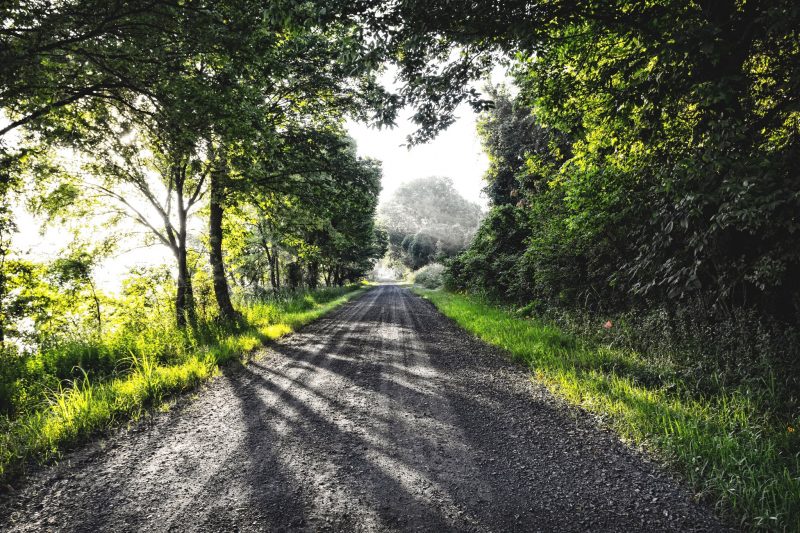 A country road in the morning light in rural Arkansas