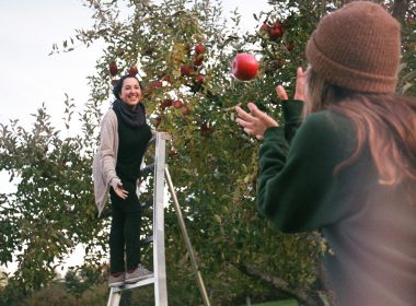 Two friends having fun tossing apples to each other as they pick them in an orchard.