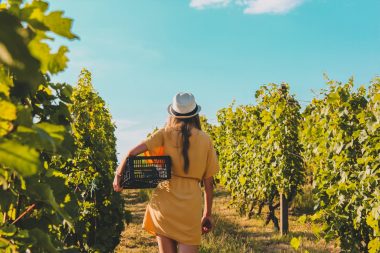 A woman carries a basket to harvest grapes along the rows of a vineyard.