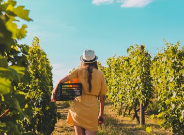 A woman carries a basket to harvest grapes along the rows of a vineyard.