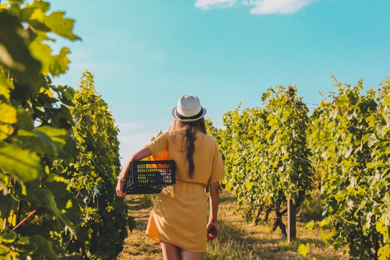 A woman carries a basket to harvest grapes along the rows of a vineyard.