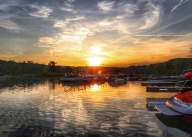 Boars congregating on the river during sunset.