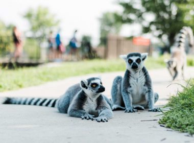 Lemurs along a path at a zoo during the summer.