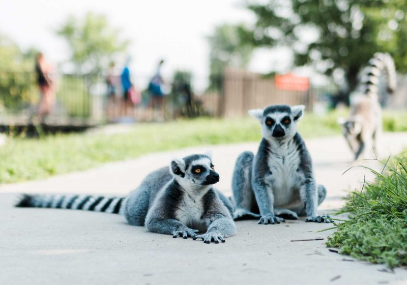 Lemurs along a path at a zoo during the summer.