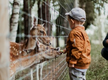 A young boy feeds the deer at a rescue zoo.