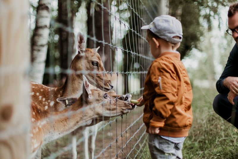A young boy feeds the deer at a rescue zoo.