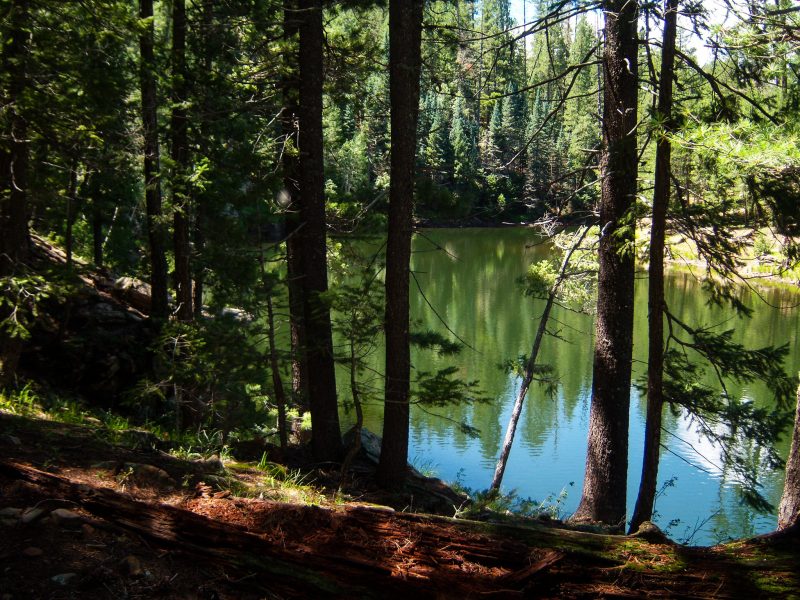 Looking down through the pines towards Knoll Lake in Arizona.