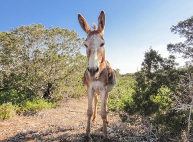 A brown and white wild donkey in field.