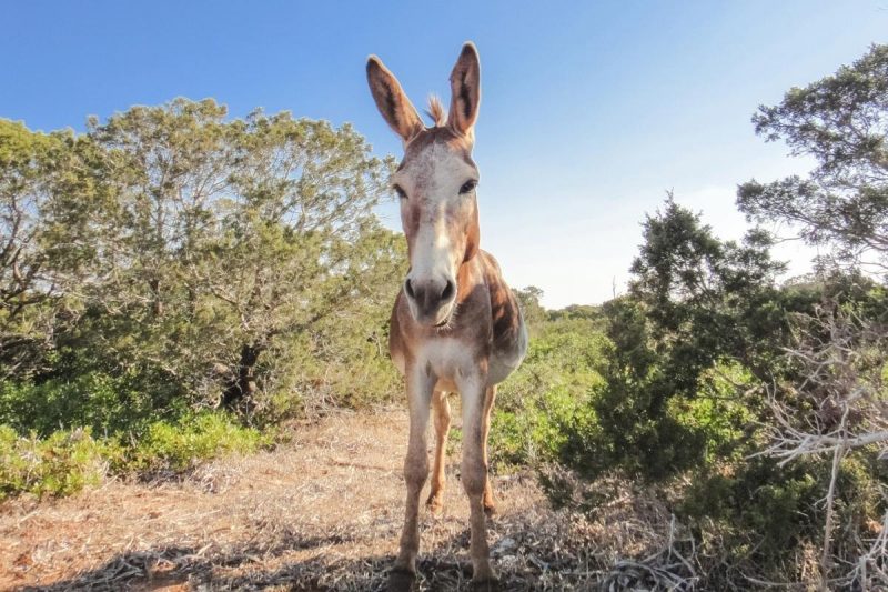 A brown and white wild donkey in field.