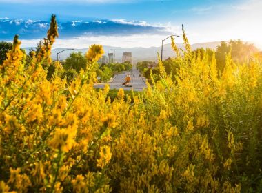 Sunny yellow wildflowers growing near a highway into Boise, Idaho with mountains behind it.