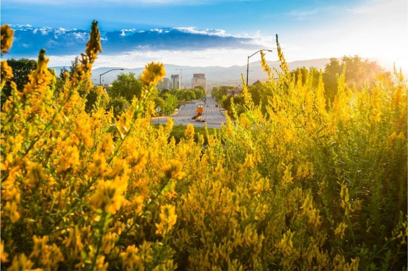 Sunny yellow wildflowers growing near a highway into Boise, Idaho with mountains behind it.