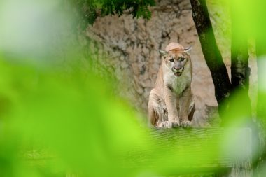 A cougar on top of a wooden fence with its mouth agape.