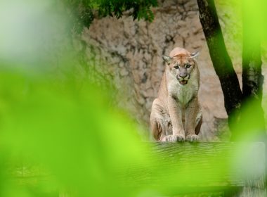 A cougar on top of a wooden fence with its mouth agape.
