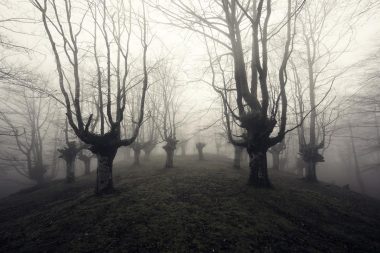 Dark, leafless trees on a foggy day.
