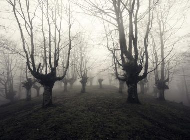 Dark, leafless trees on a foggy day.