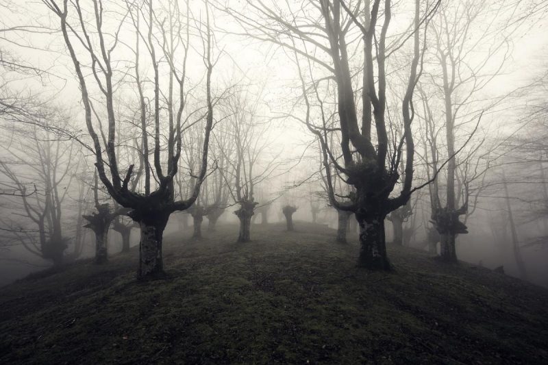 Dark, leafless trees on a foggy day.