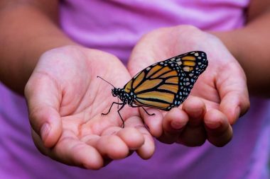 Two hands hold a black and orange butterfly in a garden.