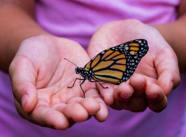 Two hands hold a black and orange butterfly in a garden.