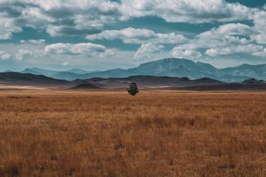 A lonely tree in an otherwise empty field in Montana.
