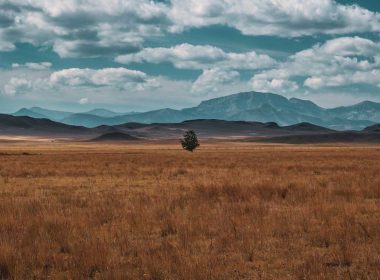 A lonely tree in an otherwise empty field in Montana.