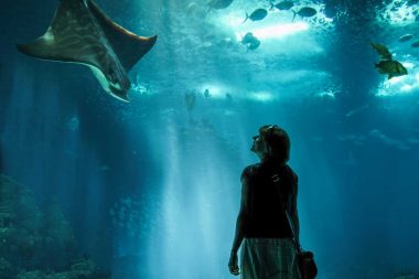A woman gazes up at a sea creature swimming down toward her in an aquarium.
