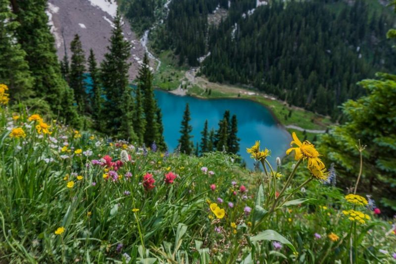 Wildflowers above a Blue Lake in Colorado mountains.