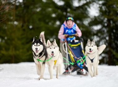 Huskies pull a dog sled through snow covered ground through the woods.