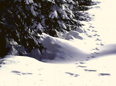 Large footprints in the snow by a dark pine forest.
