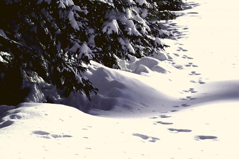 Large footprints in the snow by a dark pine forest.