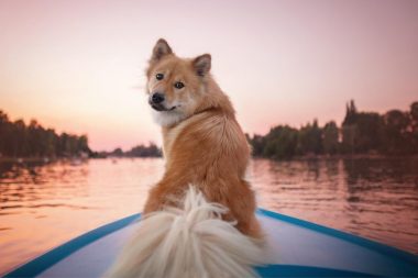 A good doggo looks bag at its owner from the front of a boat on the water at sunset.