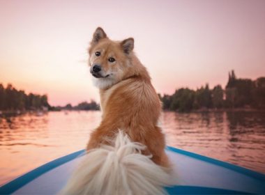 A good doggo looks bag at its owner from the front of a boat on the water at sunset.