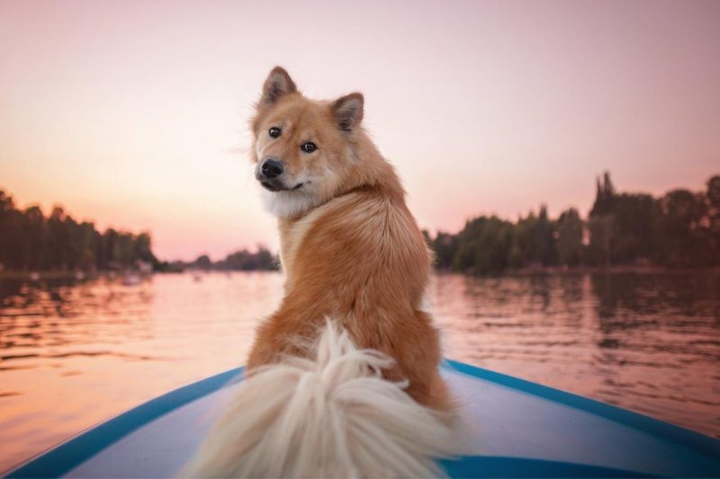 A good doggo looks bag at its owner from the front of a boat on the water at sunset.