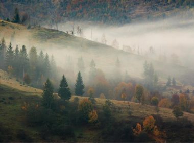 A foggy mountain forest in the fall