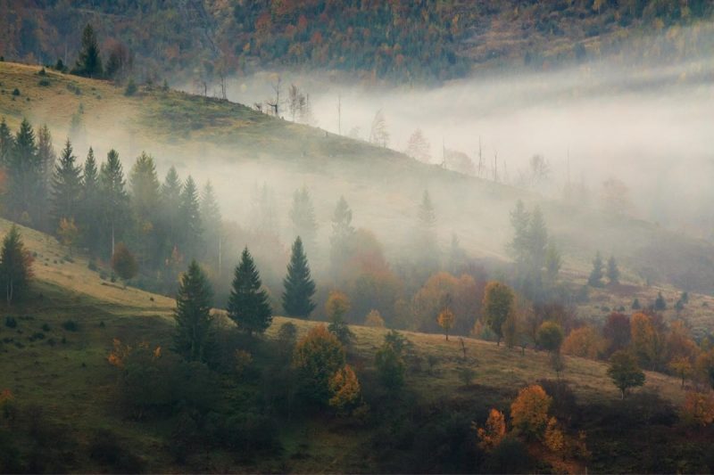 A foggy mountain forest in the fall