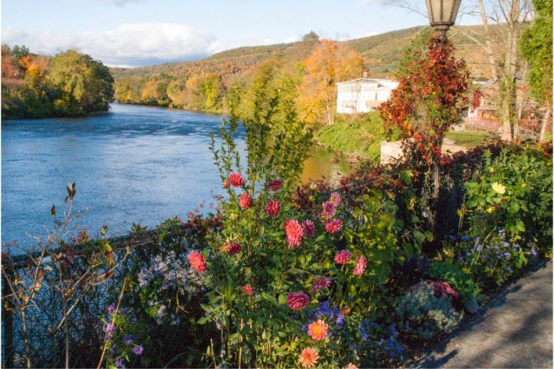Pink and purple flowers climbing and blooming along the railing of The Bridge of Flowers during fall.