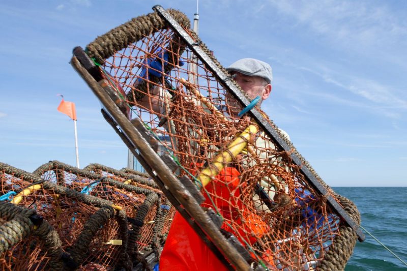 A commercial fishmerman pulls up a lobster basket from the ocean in Maine.