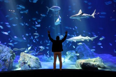 Man looking at shark tank in aquarium