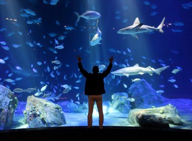 Man looking at shark tank in aquarium