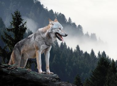 Wolf on rock in Wolf Sanctuary in PA