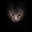 Muzzle and bright yellow eyes cat stares menacingly out of the darkness, on a black background.