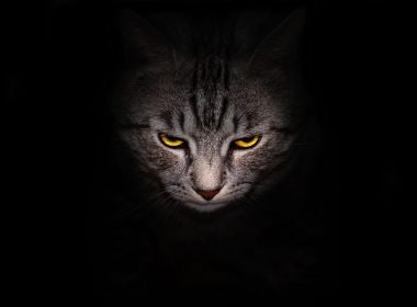 Muzzle and bright yellow eyes cat stares menacingly out of the darkness, on a black background.